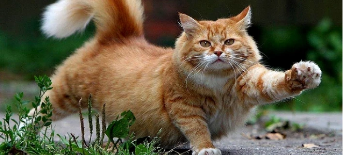 Τέλος τα ενοχλητικά συμπτώματα από την αλλεργία στις γάτες